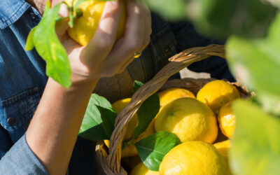 Viški limun – 100% čisti koncentrat otočkog sunca